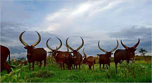 Ankole Cattle for NL Ankole Cattle for NL