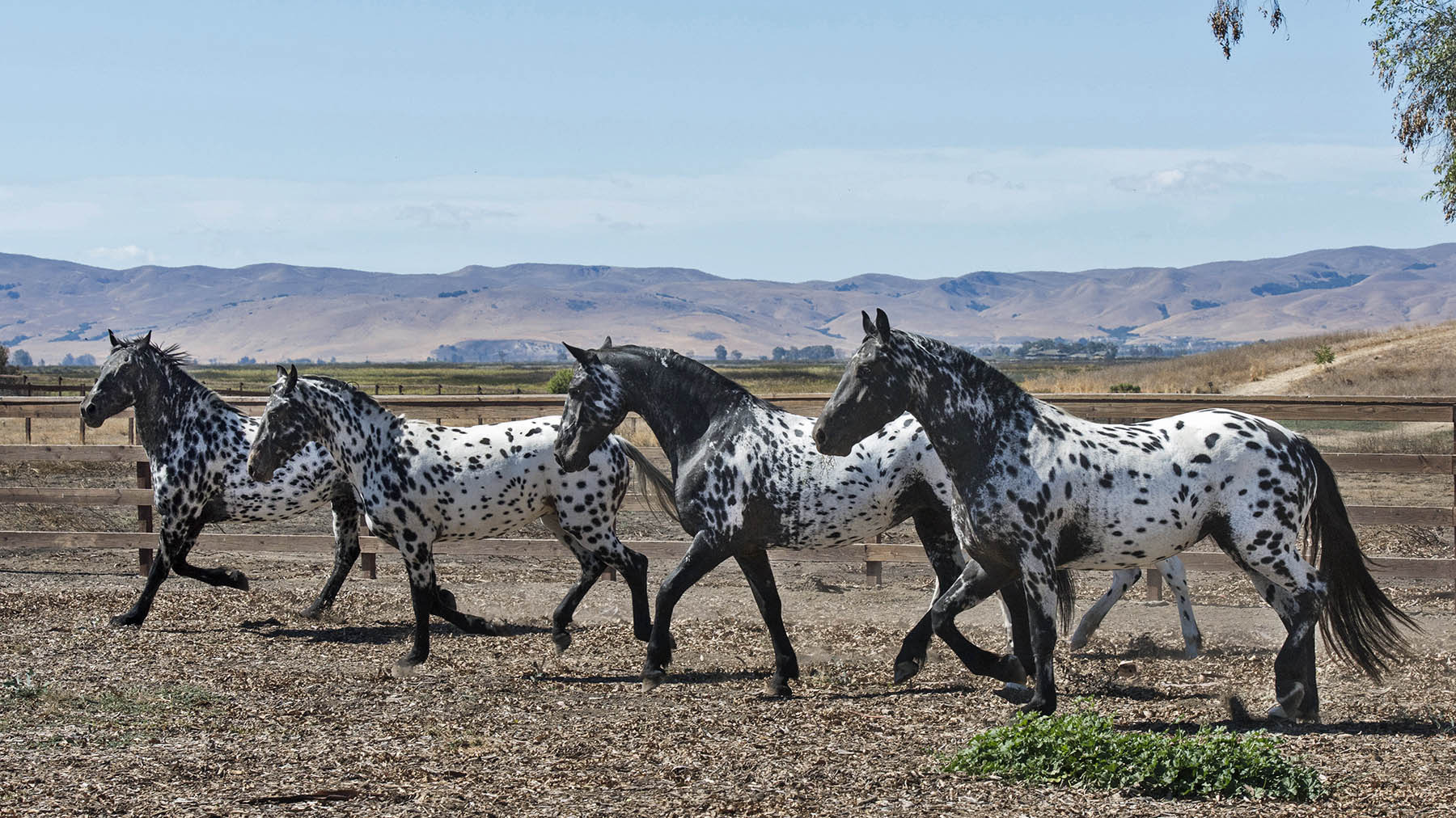 Stonewall Sporthorses for NL Stonewall Sporthorses for NL