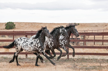 Three Mares by Mary Aiu for NL Three Mares by Mary Aiu for NL