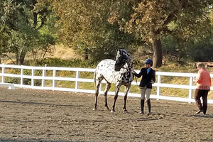 Blake and Tango horse show 2 for NL Blake and Tango horse show 2 for NL