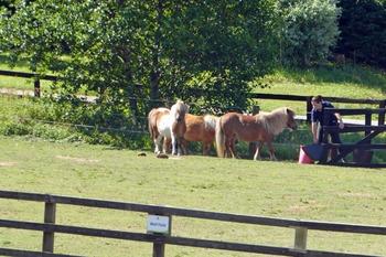 World Horse Trust for NL 11 World Horse Trust for NL 11
