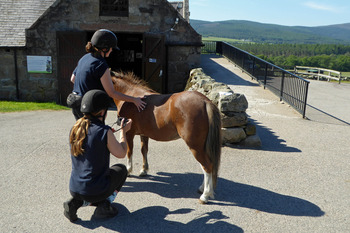 World Horse Trust for NL 5 World Horse Trust for NL 5
