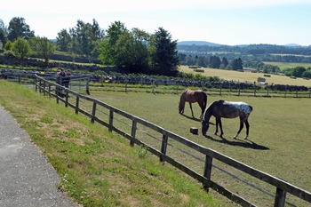 World Horse Trust for NL 9 World Horse Trust for NL 9