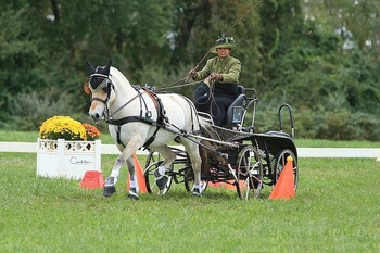 Gabbi Preliminary Single Pony National Champion and Sweetwater's Zorah Bell for NL l Gabbi Preliminary Single Pony National Champion and Sweetwater's Zorah Bell for NL l