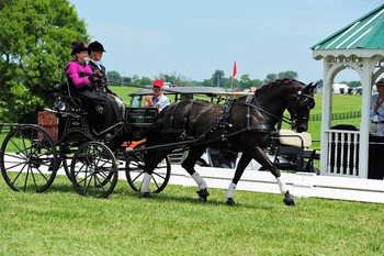 USDF for DISABLED Stefanie Putnam and her Morgan Shadow 2 for NL 2 USDF for DISABLED Stefanie Putnam and her Morgan Shadow 2 for NL 2